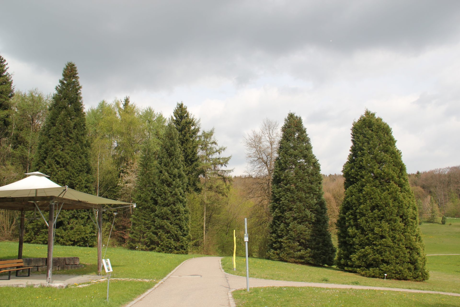 Mammutbäume in Ulm, um Ulm und um Ulm herum WilhelmaSaat